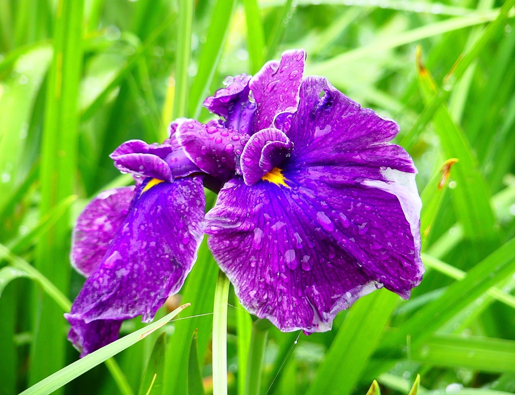 P4170746：菖蒲_R