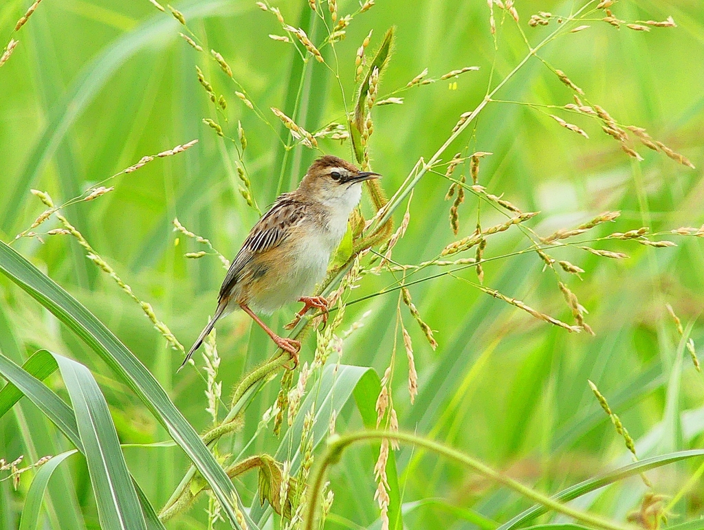 P4240584：セッカ_R