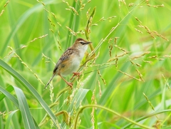 P4240584：セッカ_R