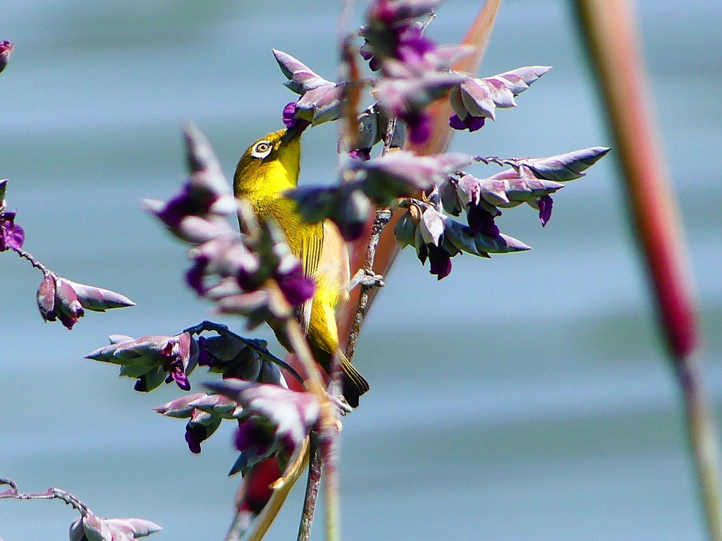 P1000666：メジロ_R