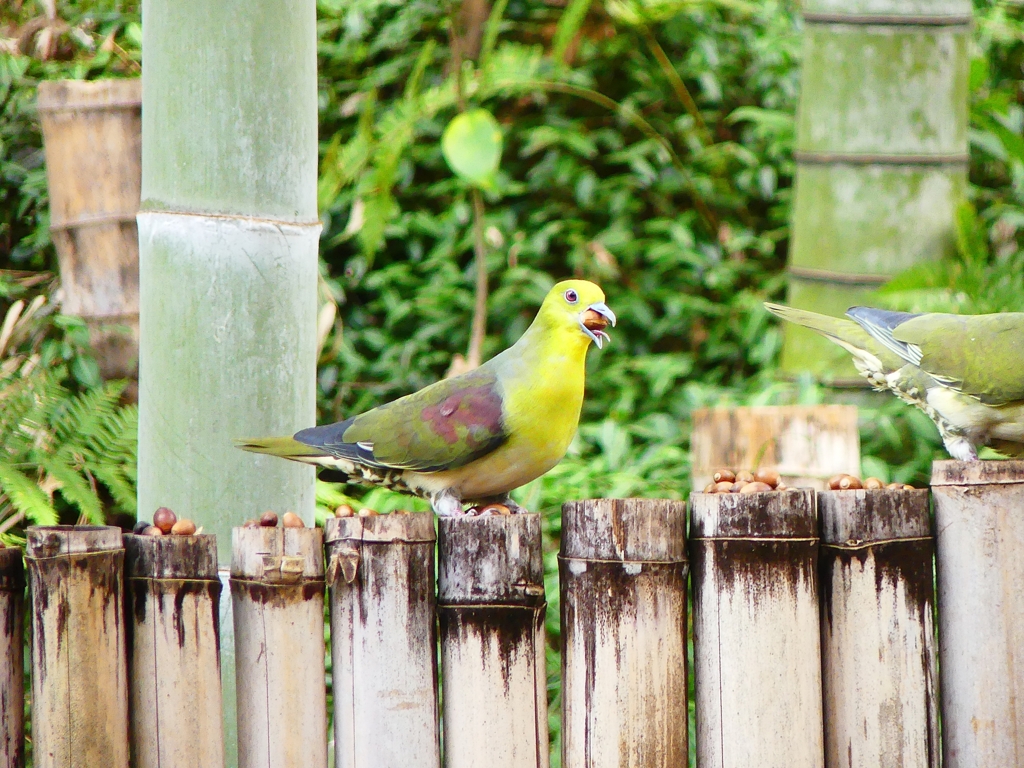 P3900418：アオバト（オス若鳥）_R