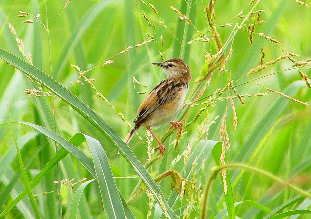 P4240595：セッカ_R