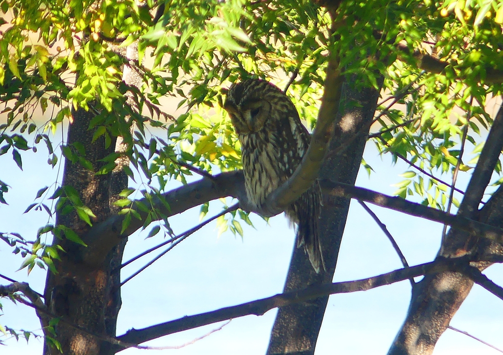 P1450283：フクロウ_R