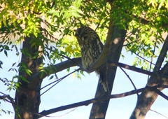 P1450283：フクロウ_R