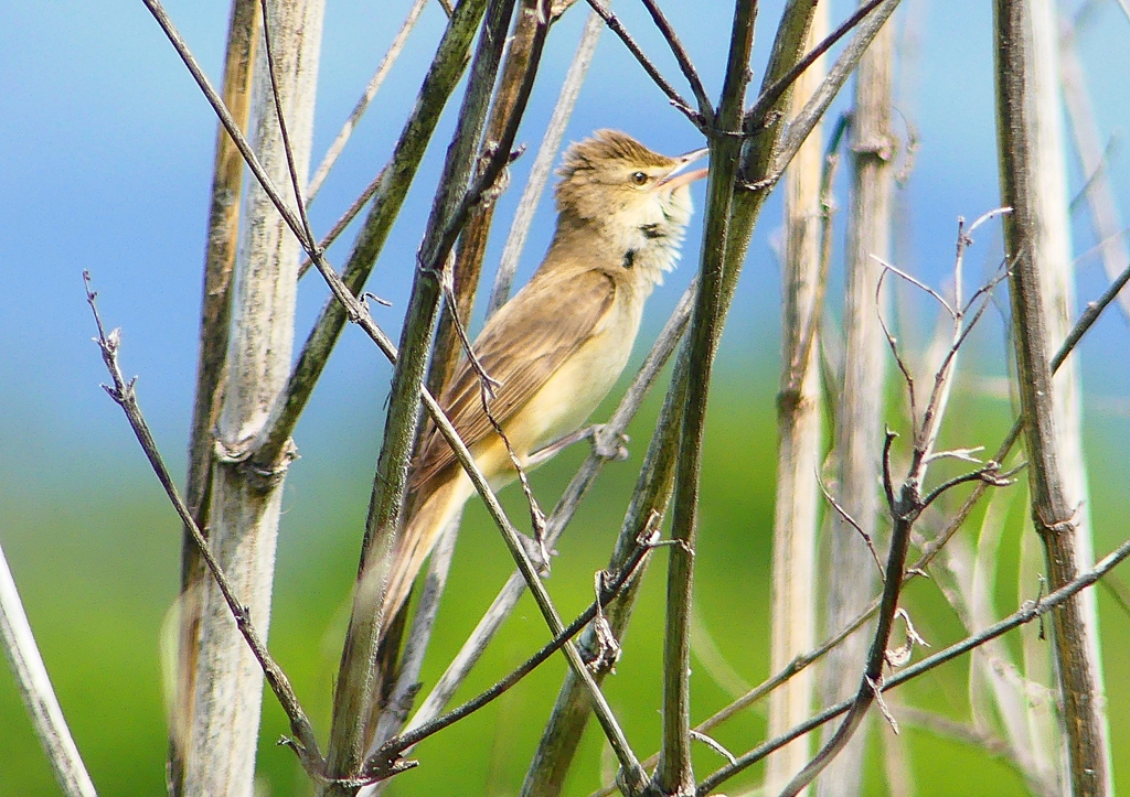 P2000455：オオヨシキリ_R