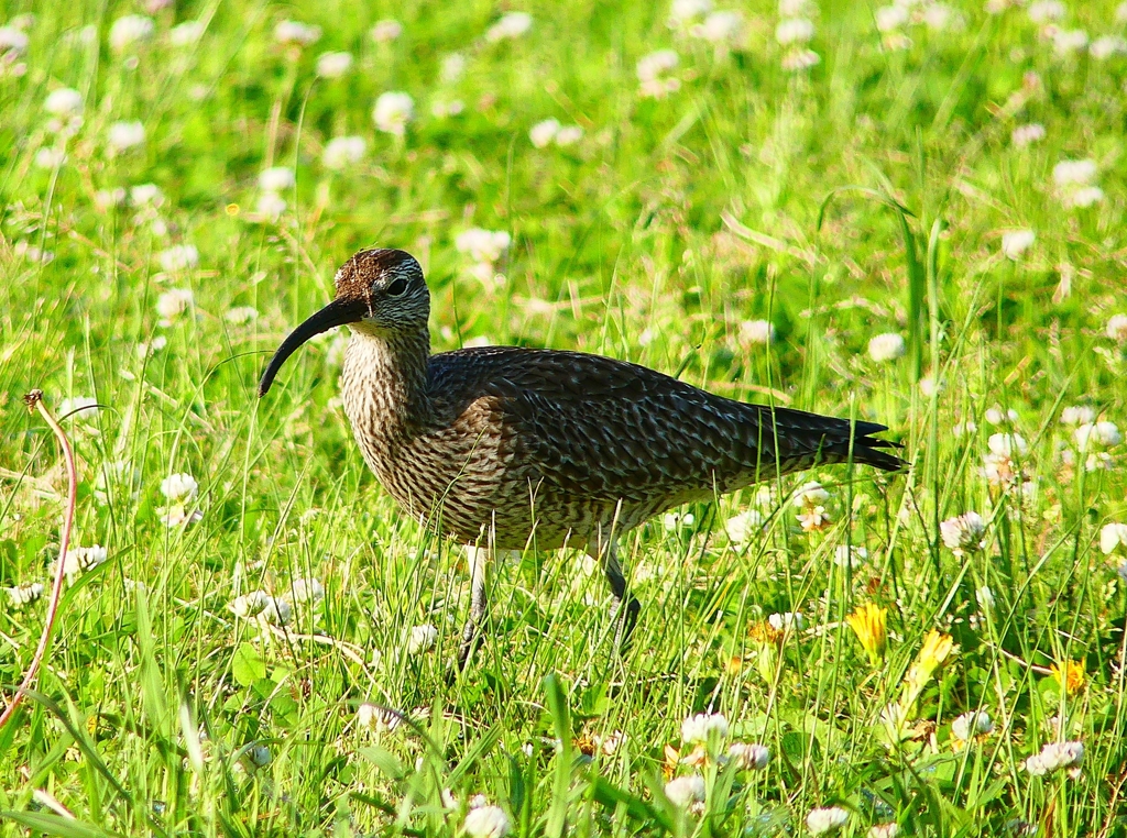 P4950775：チュウシャクシギ_R