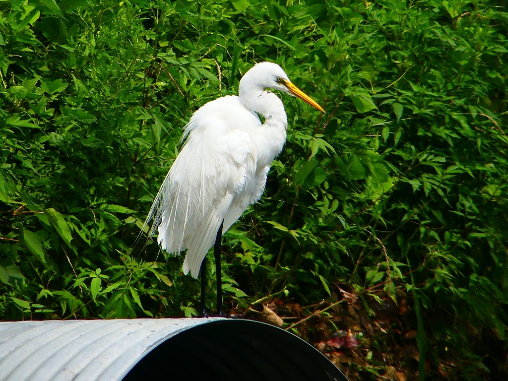 P1080426：ダイサギ_R