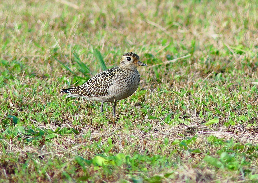 P4420377：ムナグロ_R