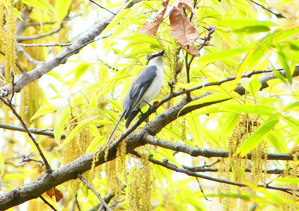 P1930722：サンショウクイ_R