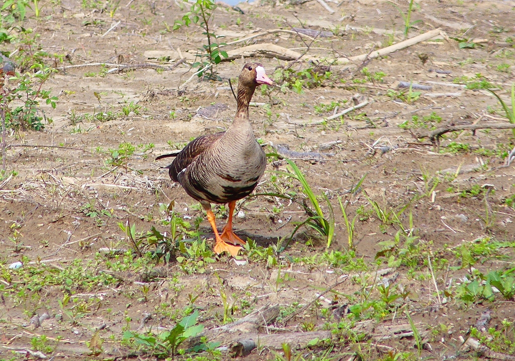 P4890366：マガン_R