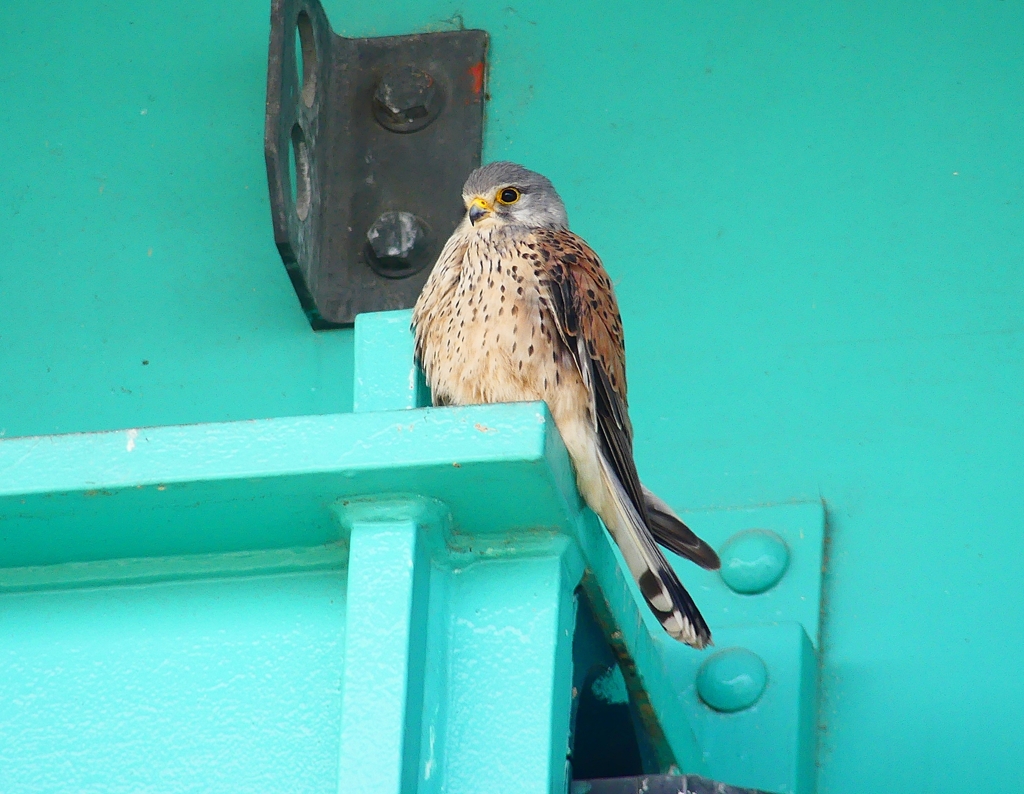 P4860530：チョウゲンボウ_R