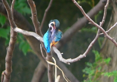 P1020437：カワセミ（オス）_R