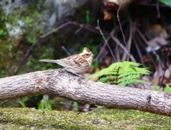 P3840822：ミヤマホオジロ_R