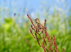 P3170838：セッカ_R