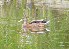 P1160258：マガモ_R