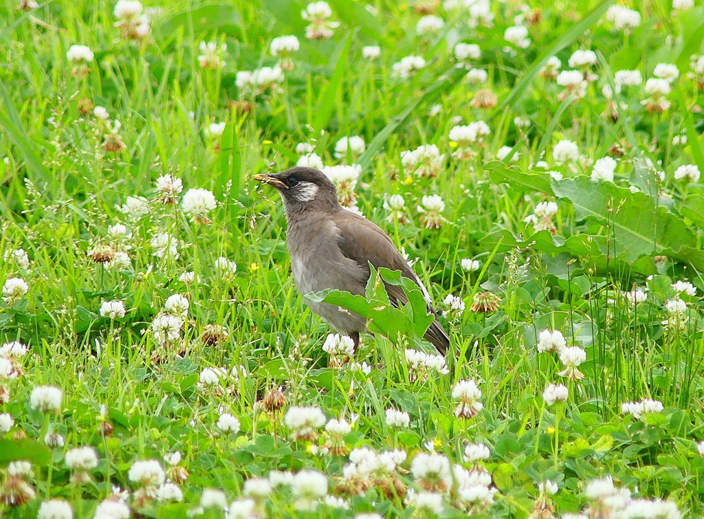 P4140402：ムクドリ（幼鳥）_R