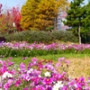 P1390428：コスモス_R