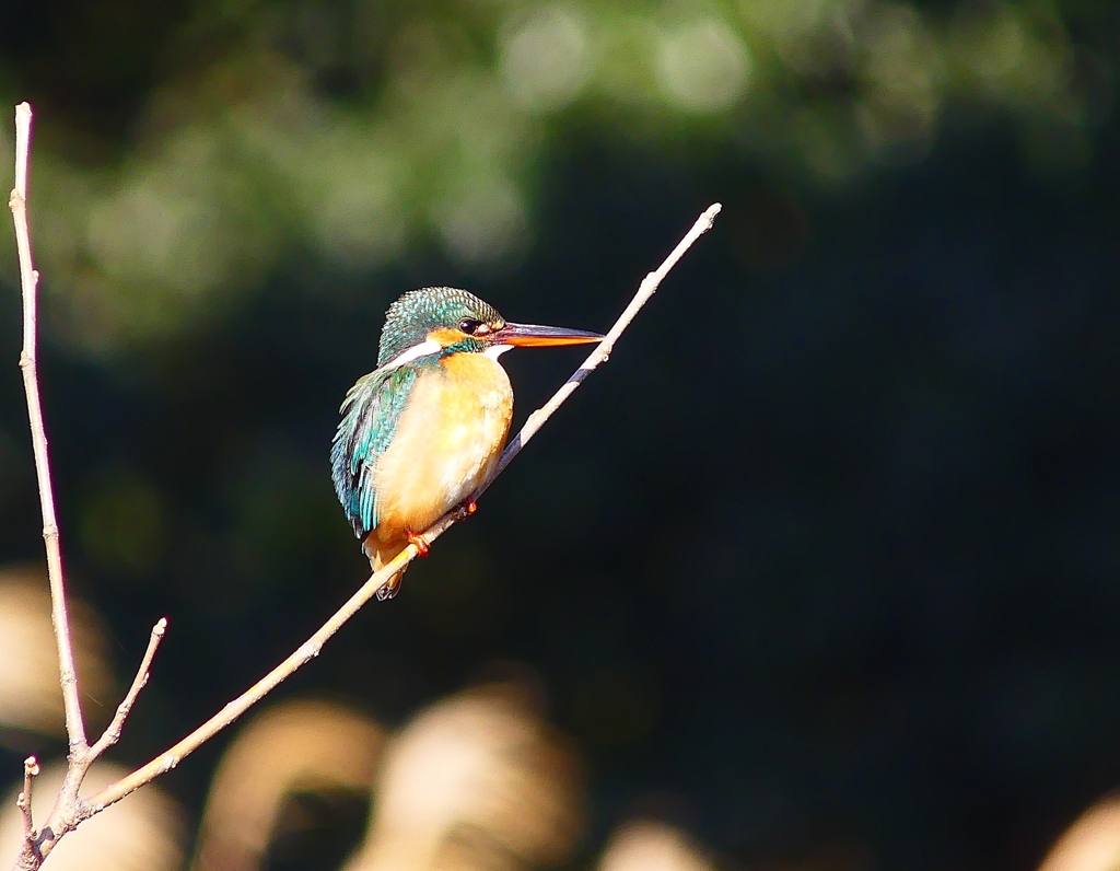 P3740109：カワセミ（メス）_R