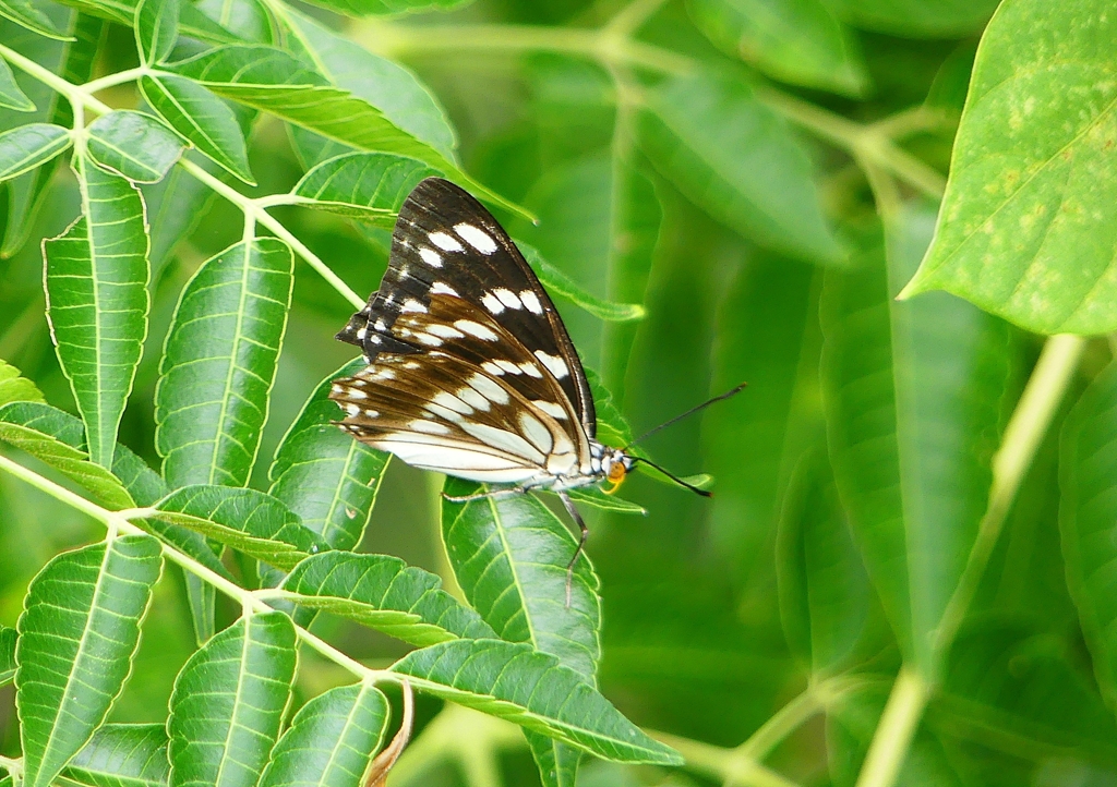 P1230566：ゴマダラチョウ_R