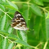 P1230566：ゴマダラチョウ_R