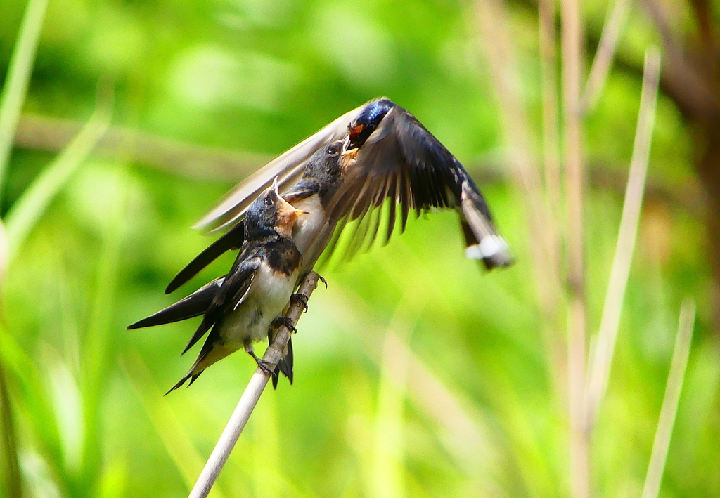 P1010307：ツバメ（幼鳥）_R