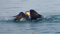 P1110823：カワウのバトル_R