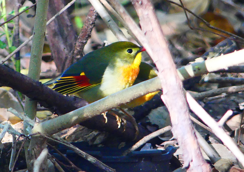 P1370296：ソウシチョウ_R