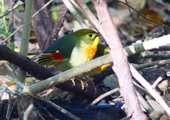 P1370296：ソウシチョウ_R
