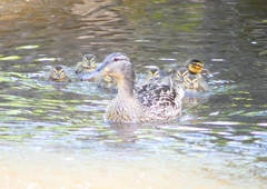 P2020394：マガモ親子_R