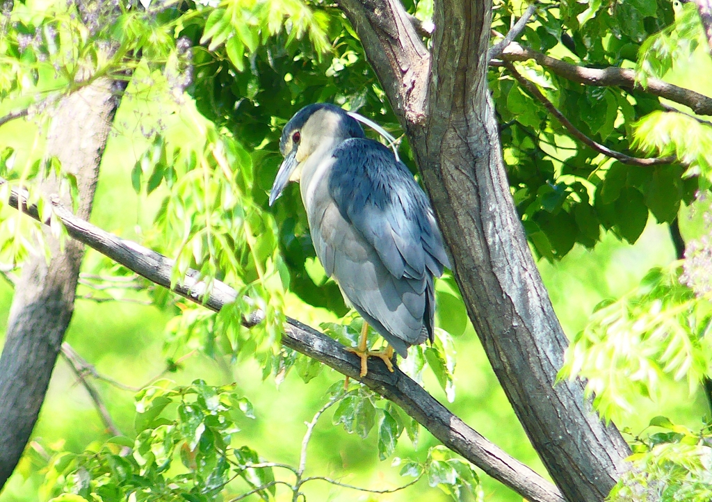 P2010709：ゴイサギ_R