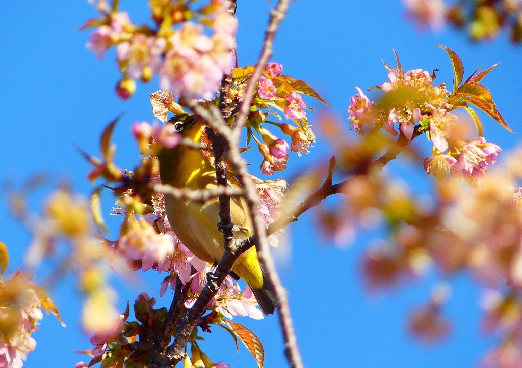 P1620357：桜メジロ_R