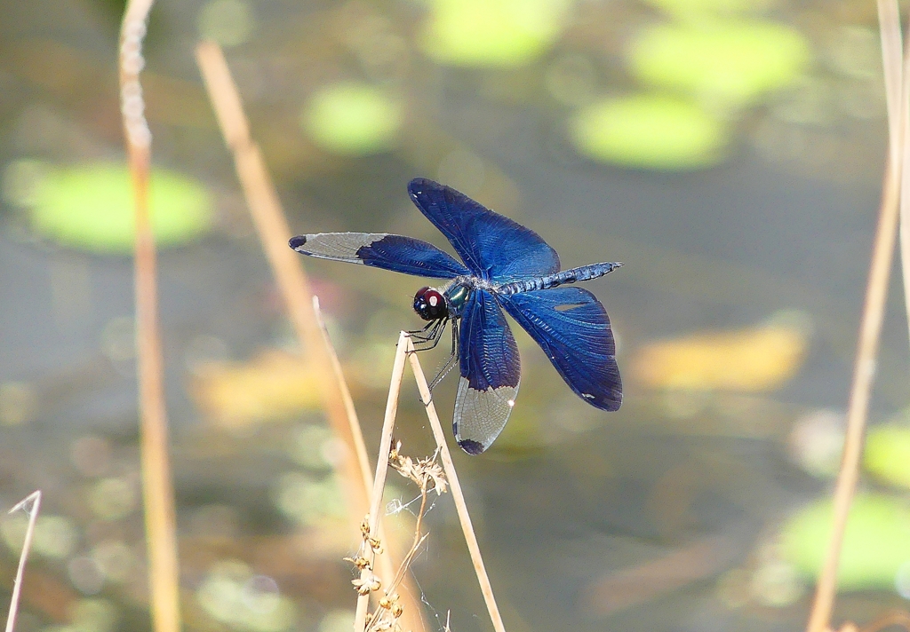 P4280637：チョウトンボ_R