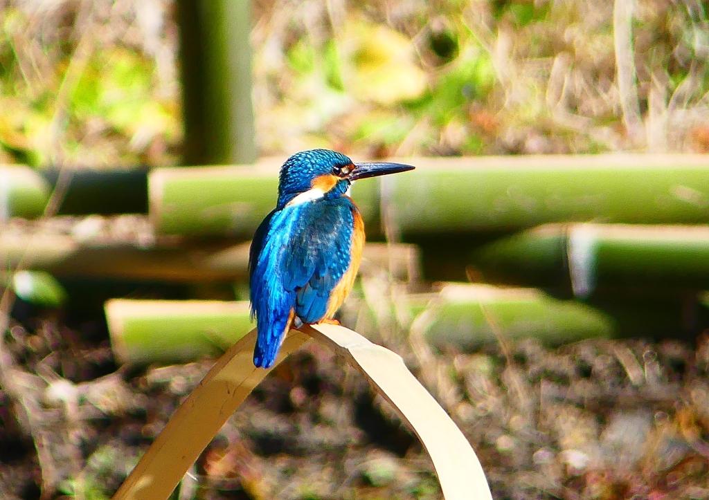 P1760345：カワセミ（オス）_R