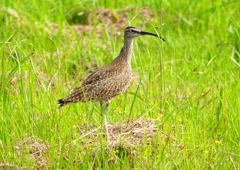 P2020564：チュウシャクシギ_R