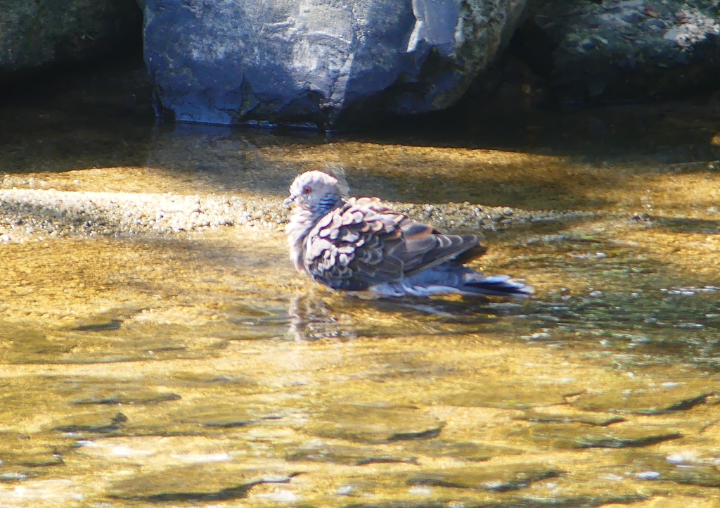 P1200560：キジバト_R