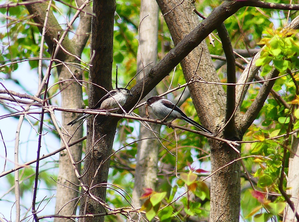 P4090053：エナガ_R