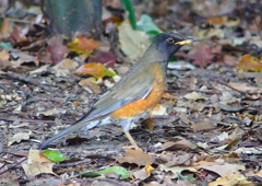 P1890241：オオアカハラ_R