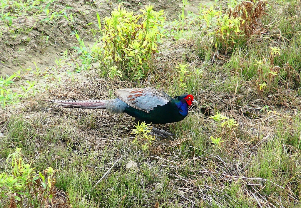 P4200234：キジ（オス）_R