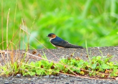 P1030540：コシアカツバメ（幼鳥）_R