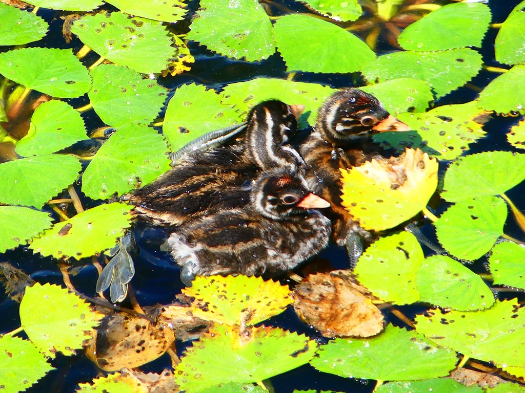 P1130696：カイツブリ_R
