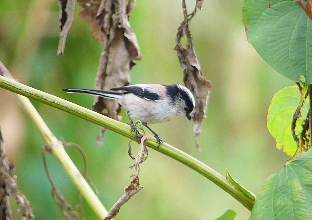 P1260527：エナガ_R