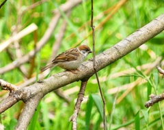 P4090561：スズメ（幼鳥）_R