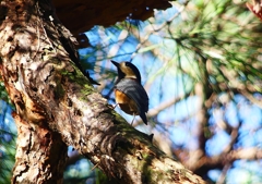 P1190283：ヤマガラ_R