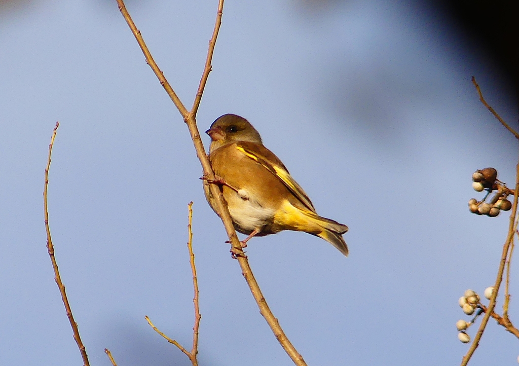 P1540141：カワラヒワ_R