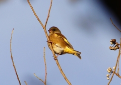 P1540141：カワラヒワ_R