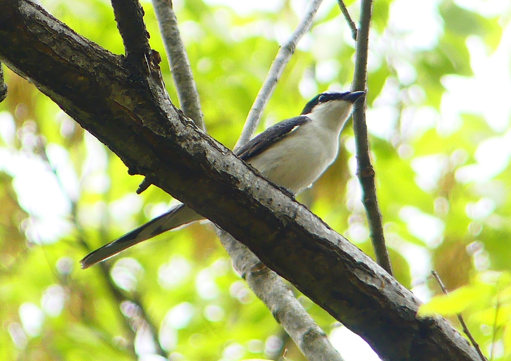 P1930858：サンショウクイ_R