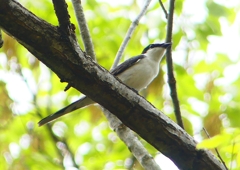P1930858：サンショウクイ_R