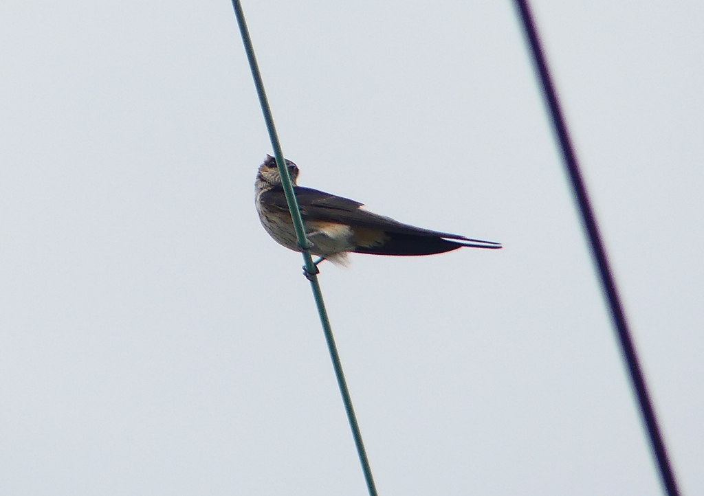 P1230734：コシアカツバメ_R