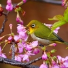 P4770351：メジロ＜河津桜＞_R