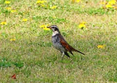 P1940556：ツグミ_R